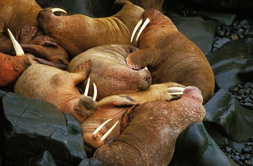 Walrus, odobenus rosmarus, Colony on Round Island in Alaska