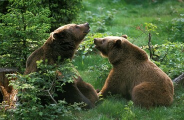 Obraz na płótnie Canvas Brown Bear, ursus arctos, Pair sitting on Grass