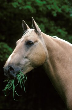 Quarter Horse, Adult eating Grass