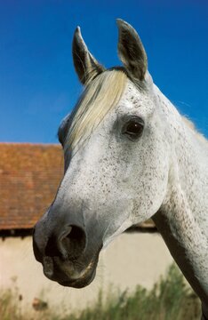 Arabian Horse, Portrait of Adult