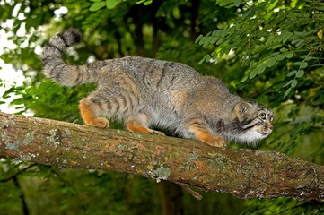 Manul or Pallas's Cat, otocolobus manul, Adult walking on branch