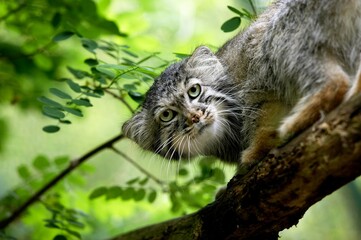 Manul or Pallas's Cat, otocolobus manul, Adult standing on branch