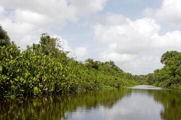 Fototapeta na wymiar Orinoco Delta in Venezuela