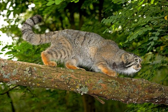 Manul or Pallas's Cat, otocolobus manul, Adult walking on branch