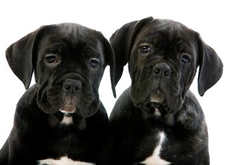 Cane Corso, Dog Breed from Italy, Portrait of Pup Against White Background