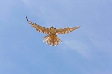 Saker Falcon, falco cherrug, Adult in Flight
