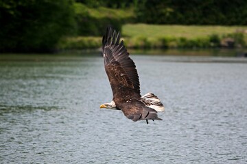Bald Eagle, haliaeetus leucocephalus, Juvenile in Flight