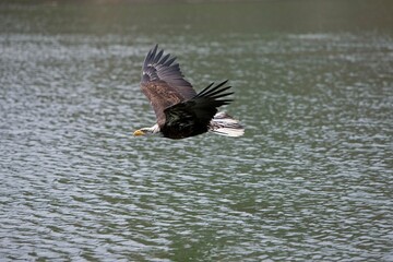 Bald Eagle, haliaeetus leucocephalus, Juvenile in Flight