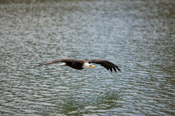 Bald Eagle, haliaeetus leucocephalus, Juvenile in Flight