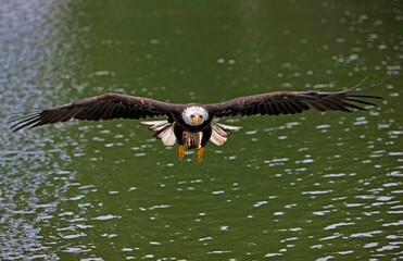Bald Eagle, haliaeetus leucocephalus, Juvenile in Flight