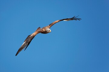 Red Kite, milvus milvus, Adult in Flight against Blue Sky