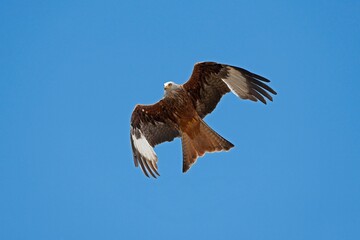 Red Kite, milvus milvus, Adult in Flight against Blue Sky