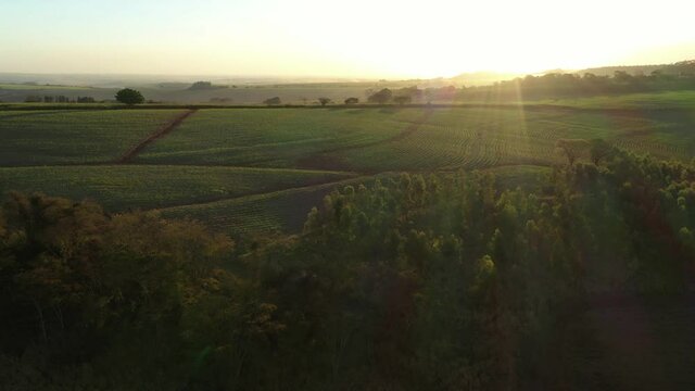 sugarcane plantation at sunset in Brazil - aerial view