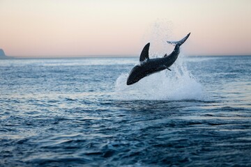 Fototapeta premium Great White Shark, carcharodon carcharias, Adult Breaching, False Bay in South Africa