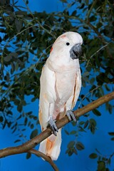 Salmon-Crested Cockatoo or Moluccan Cockatoo, cacatua moluccensis, Adult standing on Branch