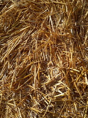 squeezed wheat, yellow straw background
