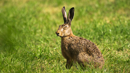  European hare (Lepus europaeus)