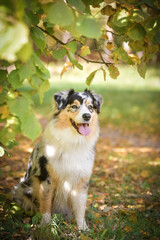 Australian shepherd is sitting on the road. She is very happy outside in autumn.