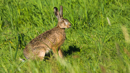  European hare (Lepus europaeus)