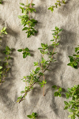 Raw Green Organic Thyme Herb