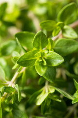 Raw Green Organic Thyme Herb