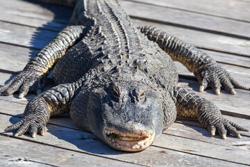 A crocodile lying on wooden boards in the middle of the water and basking in the sun.