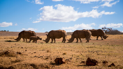 Four adult rhinos and one baby rhino eating dry grass in the savannah