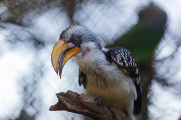Yellow-billed Toko - a beautiful bird with a white head and a long yellow beak sitting on a dry branch.