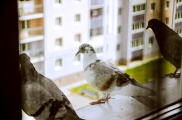  three bird pigeons are sitting on the window. a white pigeon with a brown color.