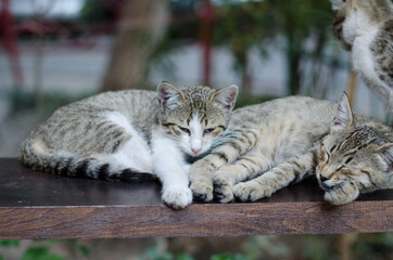 Little gray kittens. Street cats look at the camera.