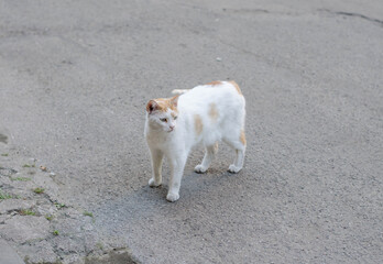 The street cat is walking. Yard cat.
