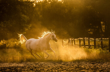 Konie Zachó Słońca