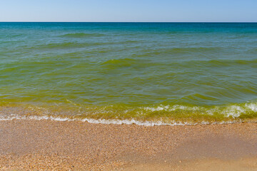 Dirty sea with green algae. Seasonal bloom of sea water.
