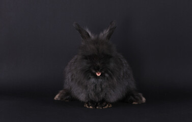 black rabbit isolated on black background