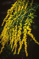 yellow flowers on a black
