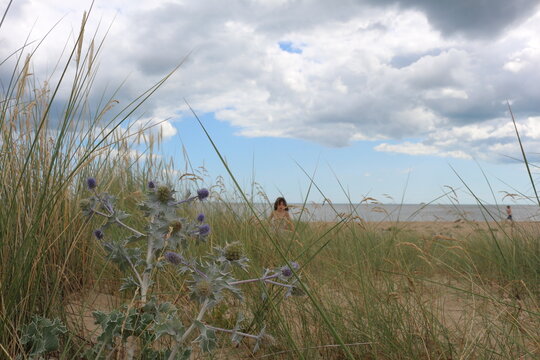 English North Sea beach wild flowers on sands hills over the sea with a cloudy and blue summer sky and little girl going down the hill in Great Yarmouth, Norfolk, United Kingdom