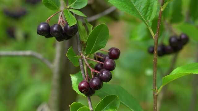 Ripening Aronia fruits in natural environment (Melanocarpa) - (4K)
