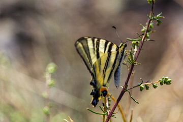 Beautiful scarce swallowtail, Iphiclides podalirius butterfly sitting on grass with closed wings. Czech republic