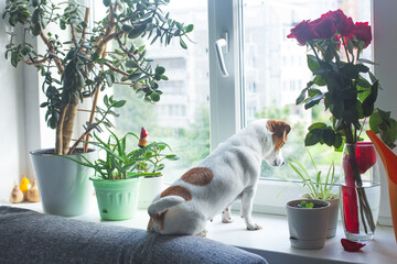The dog Jack Russell Terrier sits on the windowsill next to the houseplants and looks out the...