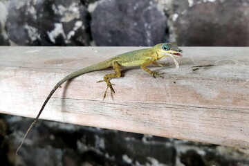Small green gecko eats a banana in closeup, Caribbean