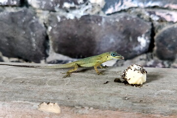Small green gecko eats a banana in closeup, Caribbean
