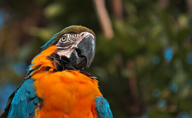 Guacamaya