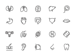 minimal organ line icon set