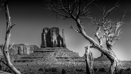 Black and White Photo of the red sandstone formation of West Mitten Butte behind a dead tree in Monument Valley Navajo Tribal Park desert landscape on the border of Arizona and Utah, United States