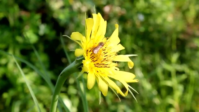 The wild bee collects pollen from the  salsify (goatbeard) flower.
The wild bee is small in size and hardy.
Goatbeard (salsify) is a medicinal plant. Its flowers give a lot of pollen, which is collect
