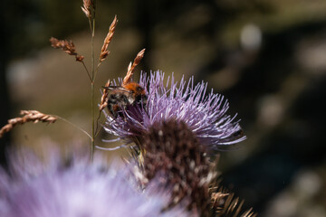 Biene an Blume
