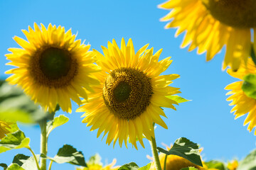 Obraz premium Sunflower and field of sunflowers in the one region in center of Russia