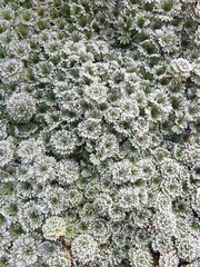 green moss on the stone
