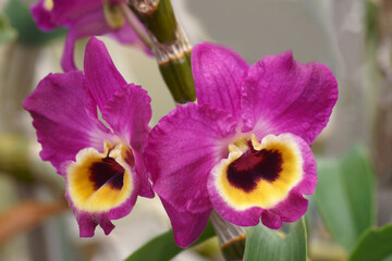 Hybrid dendrobium (Dendrobium)