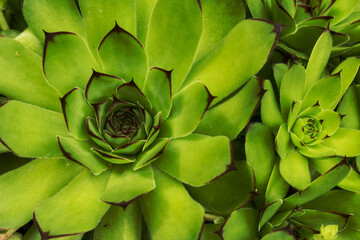 Sempervivum